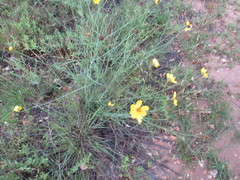 Thelesperma simplicifolium