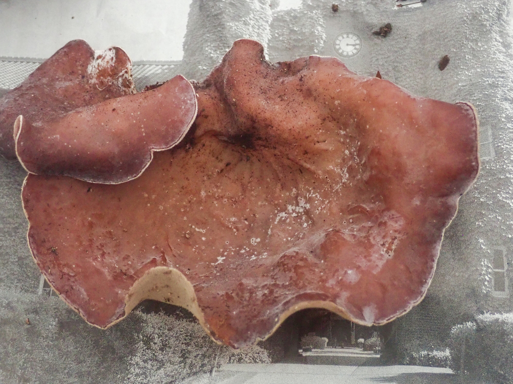 Auricularia polytricha · June 2024 · photo: © tbc_watanabe (iNaturalist, cc-by)