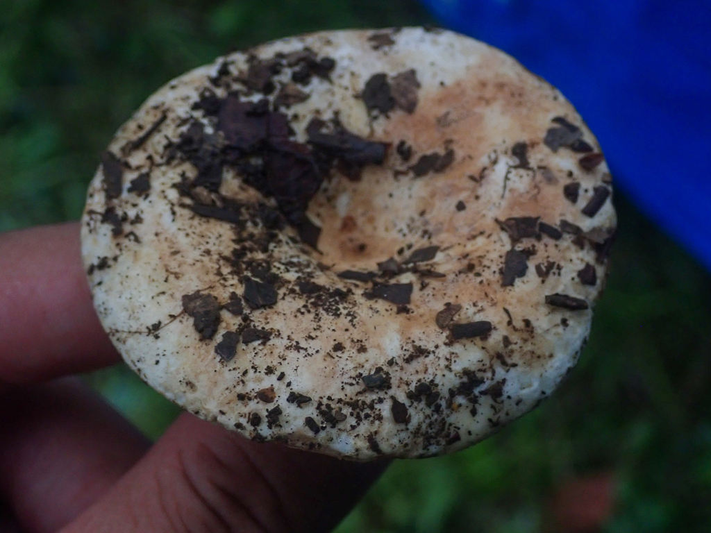 Russula delica · June 2024 · photo: © tbc_watanabe (iNaturalist, cc-by)