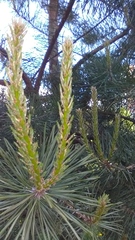 Pinus sylvestris