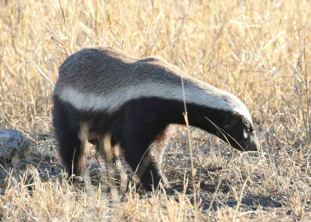 Jordanian Ratel Ratel from Mopani Rest Camp, Kruger National Park Shongololo Loop, 1350 ...