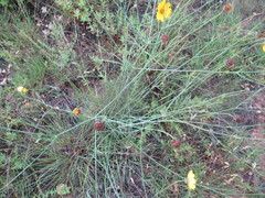 Thelesperma simplicifolium