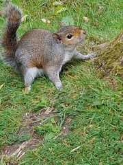 Sciurus carolinensis