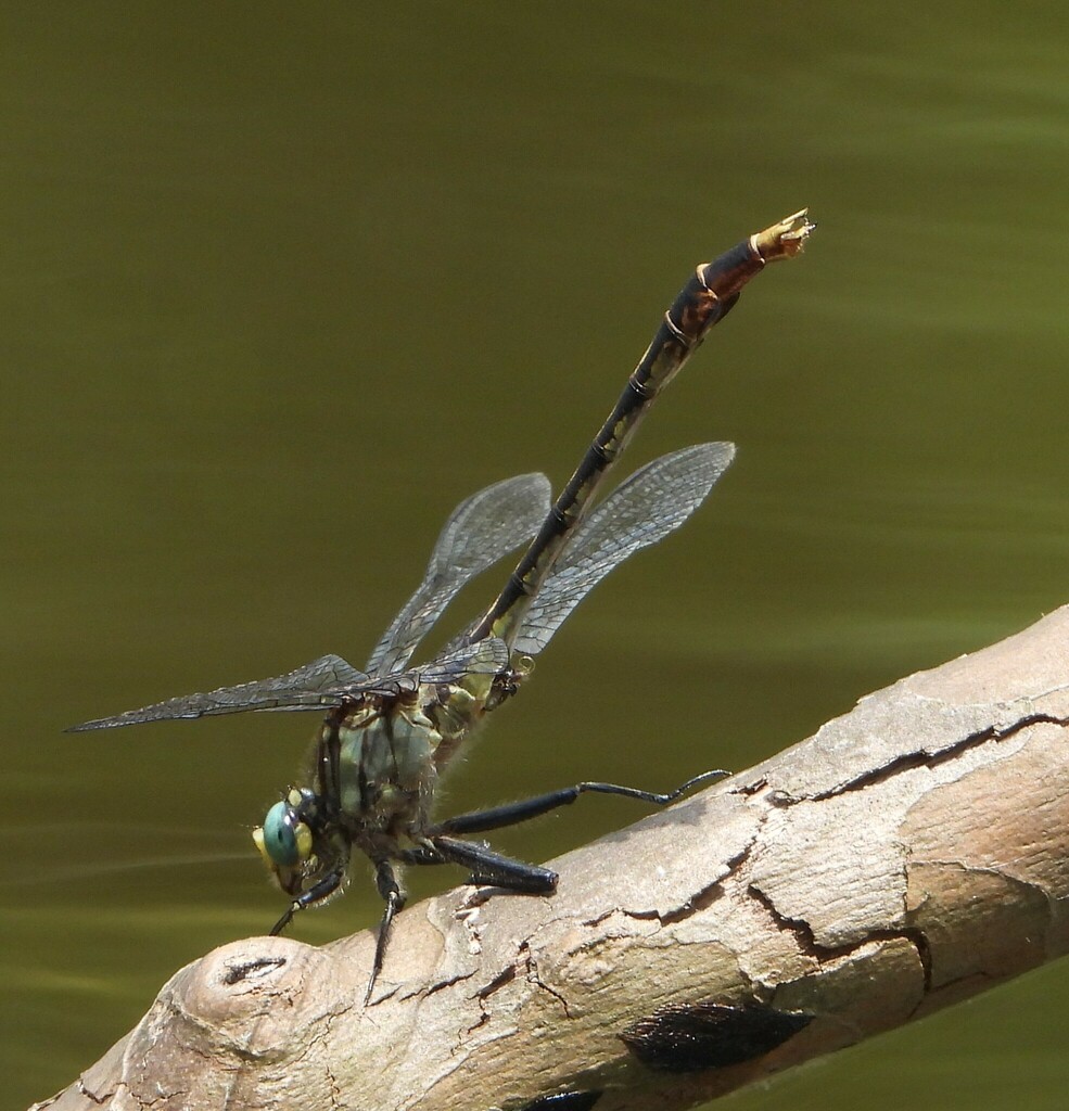 Unicorn Clubtail