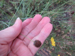 Thelesperma simplicifolium