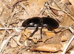 Pasimachus californicus