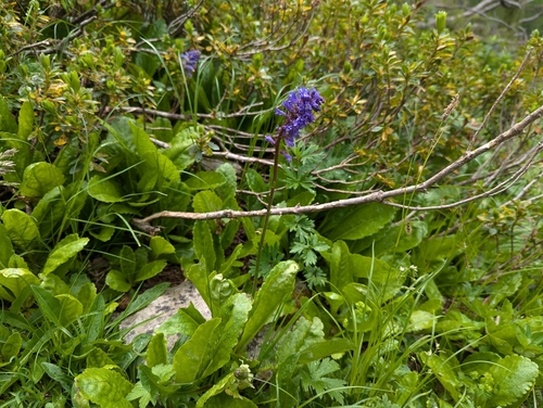 Cow's Footprint (Wulfenia carinthiaca)
