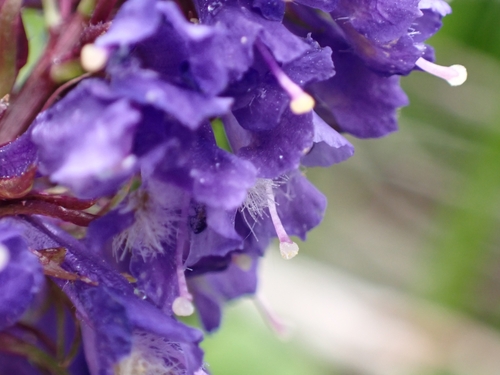 Wulfenia carinthiaca, photograph 6