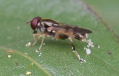 Chalcosyrphus
