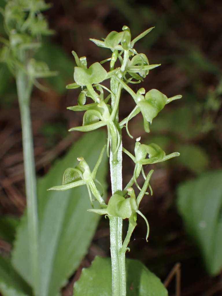 Liparis nemoralis