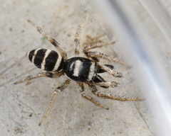 Salticus austinensis
