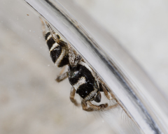 Salticus austinensis