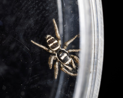 Salticus austinensis