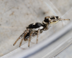Salticus austinensis