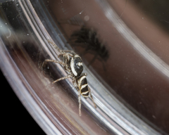 Salticus austinensis
