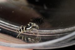Salticus austinensis