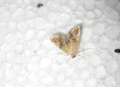 Elophila nebulosalis