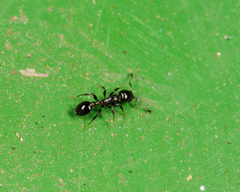 Temnothorax obturator