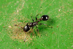 Temnothorax obturator