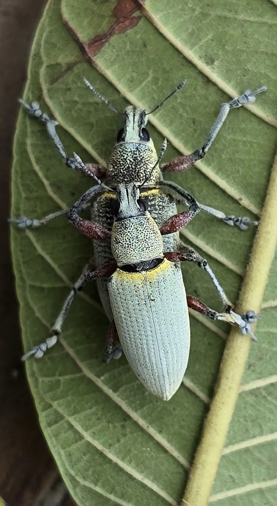 Lepropus adamsoni