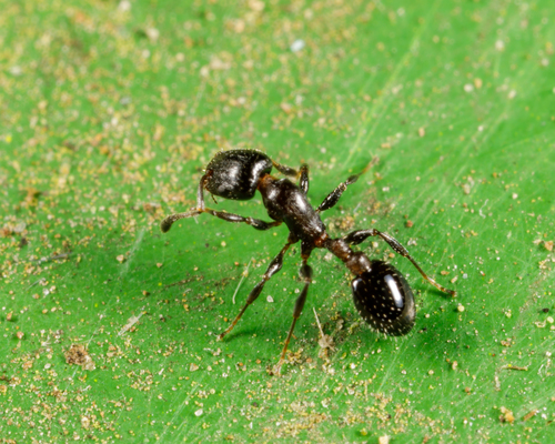 Acorn Ants