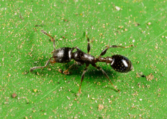 Temnothorax obturator