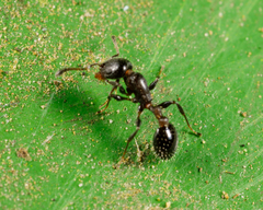 Temnothorax obturator