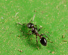 Temnothorax obturator