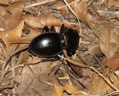 Pasimachus californicus