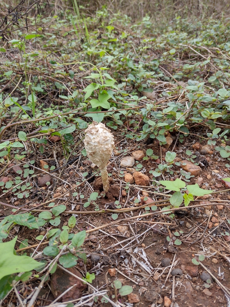 Podaxis pistillaris · June 2024 · photo: © mberigan (iNaturalist, cc0)