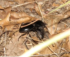 Pasimachus californicus