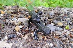 Salamandra atra