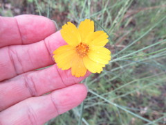 Thelesperma simplicifolium