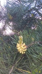 Pinus sylvestris