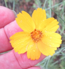 Thelesperma simplicifolium
