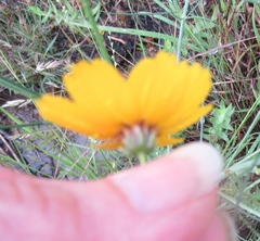 Thelesperma simplicifolium