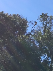 Haliaeetus leucocephalus leucocephalus