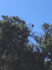Haliaeetus leucocephalus leucocephalus