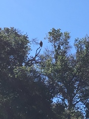 Haliaeetus leucocephalus leucocephalus