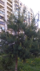Pinus sylvestris