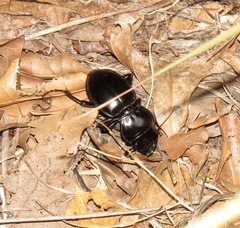 Pasimachus californicus