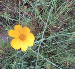 Thelesperma simplicifolium