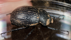 Phyllophaga cribrosa