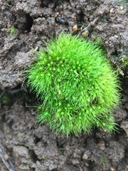 Pleuridium subulatum