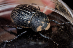 Phyllophaga cribrosa