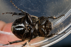 Phyllophaga cribrosa