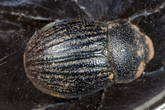 Phyllophaga cribrosa