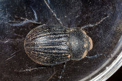 Phyllophaga cribrosa