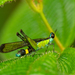 Erucius apicalis - Photo (c) Reflectitur Photons,  זכויות יוצרים חלקיות (CC BY-NC), הועלה על ידי Reflectitur Photons
