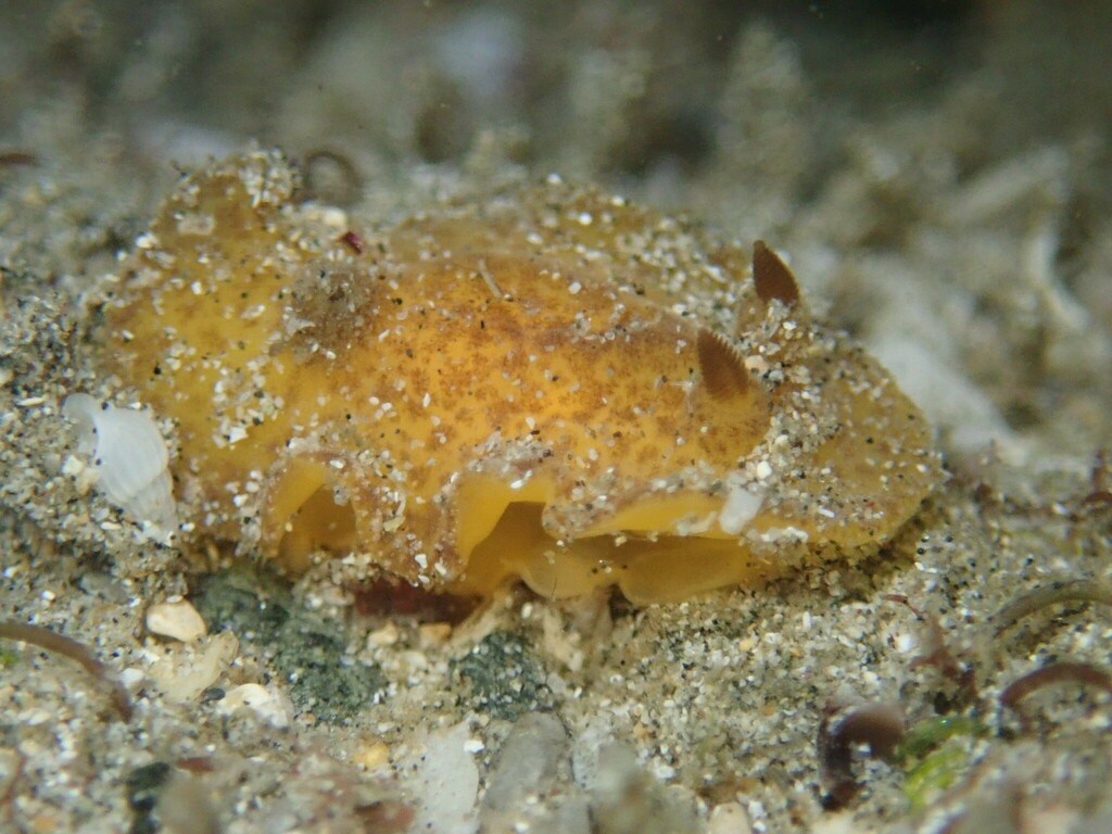 Nayarit Dorid